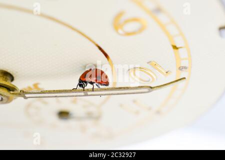 Ladybug on an old clock surface., time concept Stock Photo