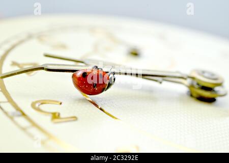Ladybug on an old clock surface., time concept Stock Photo