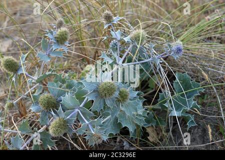 Native UK sea holly, Eryngium maritimum, in flower and growing on a sand dune with grass in the background. Stock Photo