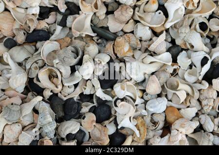 Broken and eroded shells, mostly whelks (Buccinum undatum), on a stony beach with multi coloured pebbles and sea coal forming a nice collage effect. Stock Photo