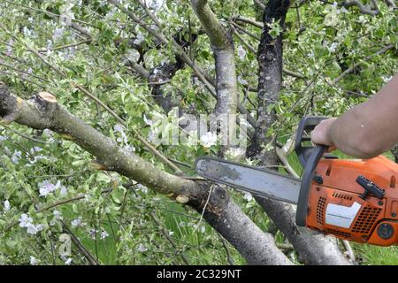 cutting apple tree in blossom with chainsaw, image Stock Photo
