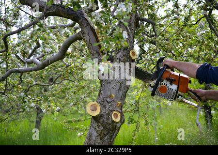 cutting apple tree in blossom with chainsaw, image Stock Photo