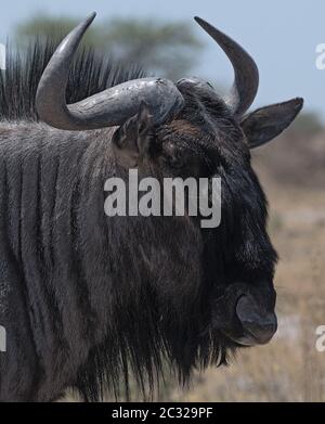 Portrait shot of a wildebeest in the Nxai Pan National Park of Botswana Stock Photo