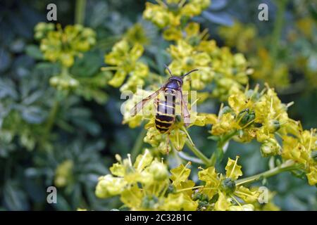 Social wasp which looks like the median wasp (Dolichovespula media) feeding on a yellow flower. Stock Photo