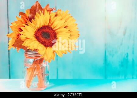 Glowing sunflowers in a vase with turquoise background and copy space Stock Photo