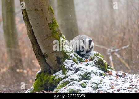 European Badger in the snow forest, animal in nature habitat. The Badger is looking at the camera. Stock Photo