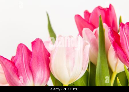 Fresh spring tulips on white Stock Photo