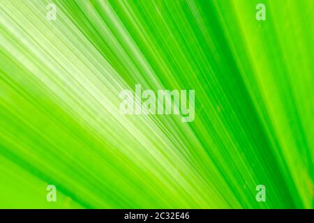 Green fan palm leaf on blurred motion background Stock Photo