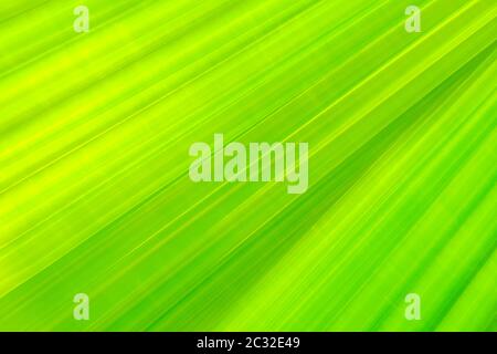 Green fan palm leaf on blurred motion background Stock Photo