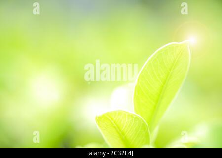 Fresh green leaf on green nature blurred background Stock Photo