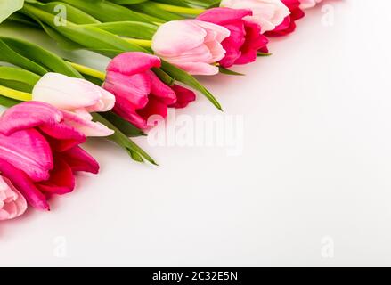 Fresh spring tulips on white Stock Photo