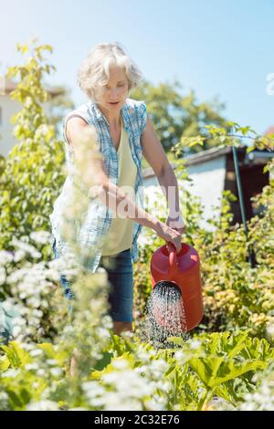 Bestager woman watering the plants in her garden Stock Photo