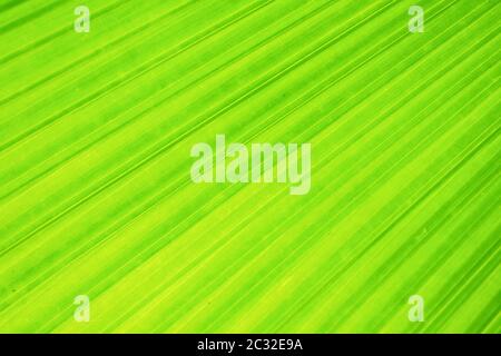 Green fan palm leaf on blurred motion background Stock Photo
