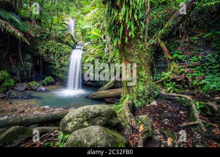 Moss covered tree near Juan Diego Falls in El Yunque Rainforest, Puerto Rico. Stock Photo