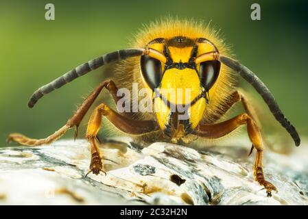 Close up picture of European Hornet. His Latin name is Vespa crabro. Stock Photo