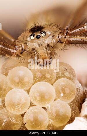 Macro focus stacking shot of Daddy Long-legs Spider. Female on eggs. Her Latin name is Pholcus phalangioides.