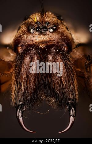 Macro focus stacking shot of female Giant House Spider. His Latin name is Eratigena atrica.