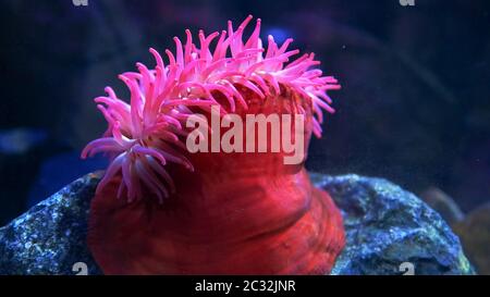 side view of a large red fish eating anemone Stock Photo