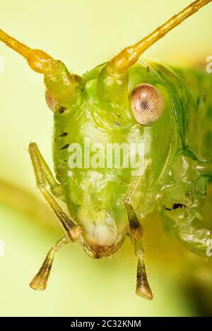 Close-up macro shot of male of Oak Bush-Cricket. His Latin name is Meconema thalassinum.