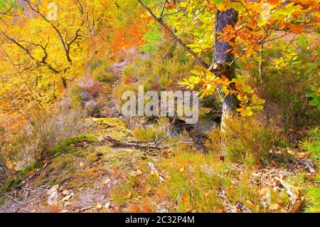 Altschlossfelsen rock in Dahn Rockland in autumn, Germany Stock Photo