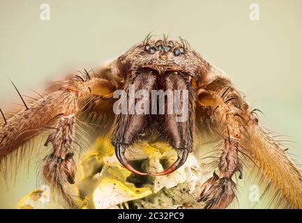 Macro focus stacking shot of female Giant House Spider. His Latin name is Eratigena atrica.