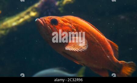 close up of a vermilion rockfish in a large aquarium Stock Photo