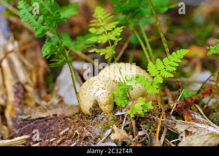 Scleroderma or eart ball in autumn forest Stock Photo