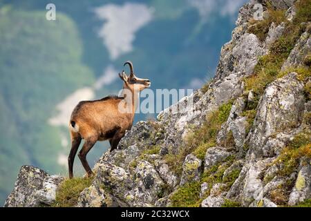 Tatra Chamois Climbing Rocky Mountainside Covered With Snow And Looking 