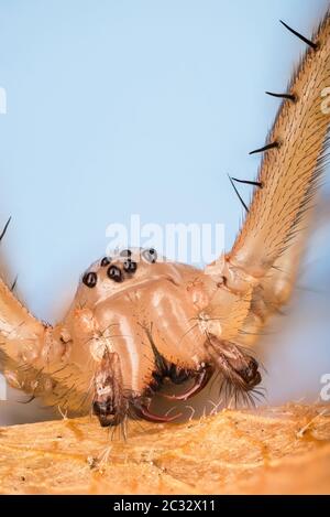 Macro Focus Stacking portrait of Common Hammock-weaver Spider. His Latin name is Linyphia triangularis. Stock Photo