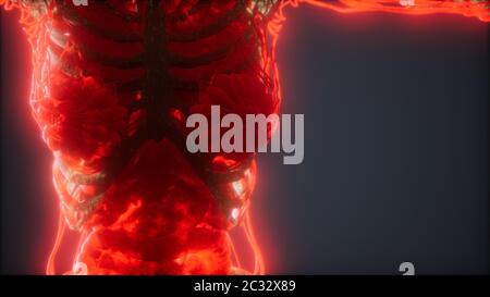 Colorful Human Body animation showing bones and organs Stock Photo