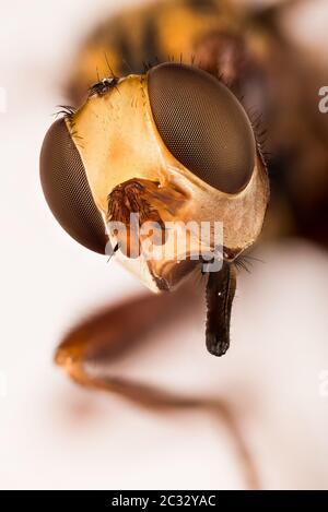 Focus Stacking Portrait of Ferruginous Bee-grabber. Her Latin name is Sicus ferrugineus. Stock Photo