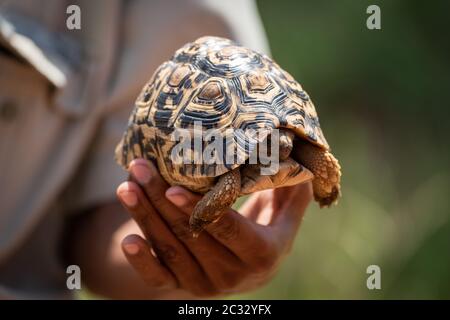 Man holds leopard tortoise hiding in shell Stock Photo