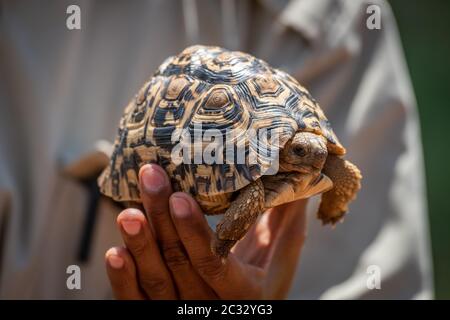 Man holds up leopard tortoise in hand Stock Photo