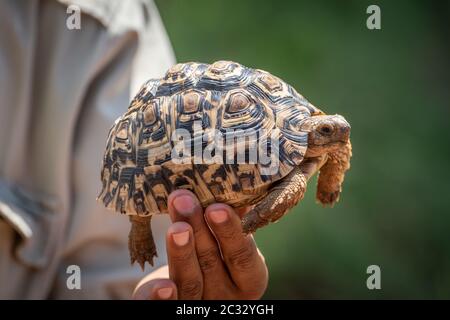 Man holds leopard tortoise up in sunshine Stock Photo