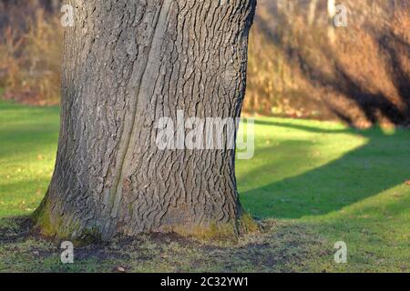 Texture of the bark of an oak tree Stock Photo