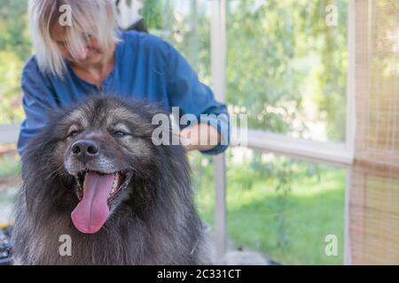 Trimed Wolf Spitz Dog is looking at the camera. Professional groomer woman is in the background. There is enough space for your text in this photo. Stock Photo