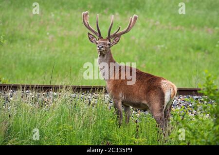 deer stags concepts