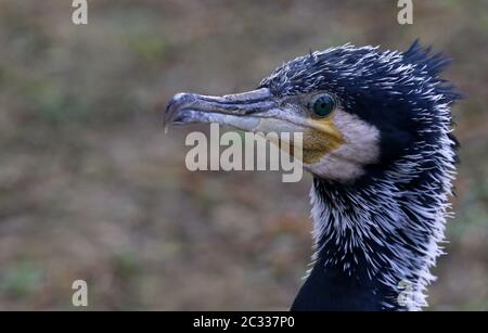 Cormorant Phalacrocorax carbo in portrait Stock Photo