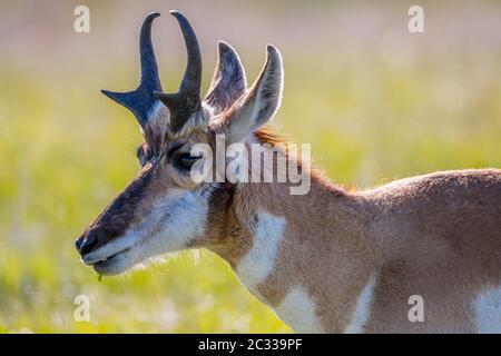 Pronghorn in the field of Custer State Park, South Dakota Stock Photo