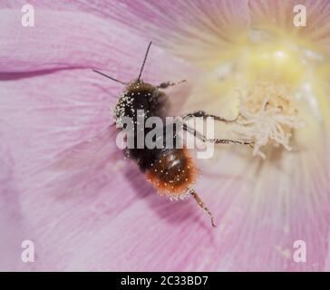 European orchard bee 'Osmia cornuta' Stock Photo