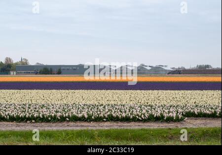 Tulip and hyacinth  fields of the Bollenstreek, South Holland, Netherlands Stock Photo