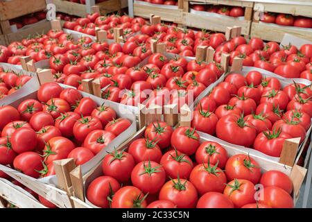 Crates of Red Tomato in Warehouse Storage Stock Photo