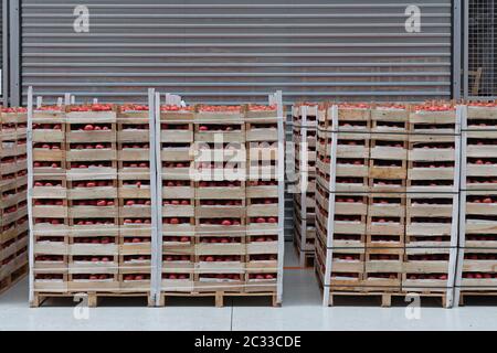 Crates of Tomatoes at Pallets in Warehouse Stock Photo