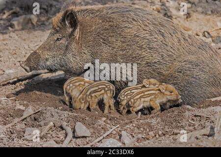 wild boar 'Sus scrofa' Stock Photo