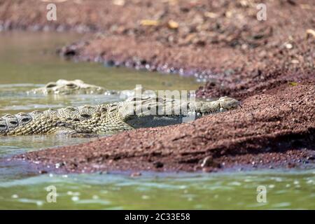 big nile crocodile, Chamo lake Ethiopia, Africa Stock Photo