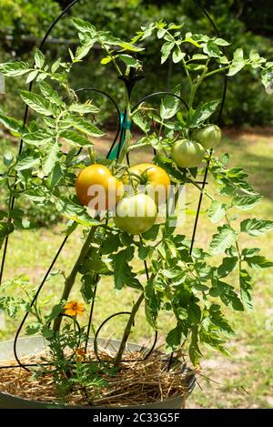 Different stages of ripeness of tomatoes growing in a container. Marigolds are a beneficial companion to tomato plants as they discourage the hornworm Stock Photo