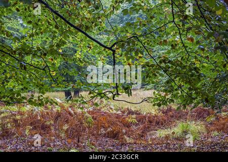 Common Beech forest and Bracken Fern in early autumn / Naturpark Westensee  -  Schleswig-Holstein Stock Photo