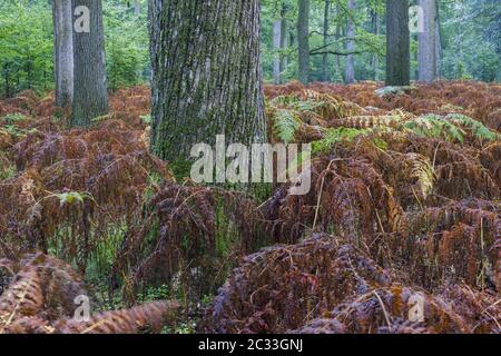 Mixed deciduous forest with Bracken in autumn Stock Photo
