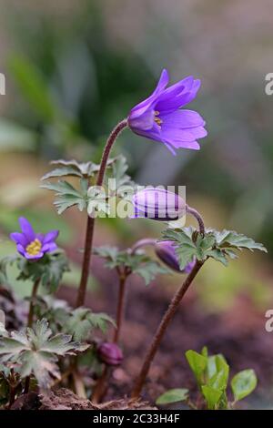 Macro Balkan anemone or spring anemone anemone blanda Stock Photo