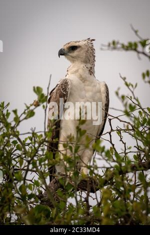 Juvenile African crowned eagle perched in tree Stock Photo